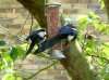 Magpies odd feeding.jpg