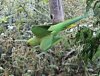 Parakeet 6.jpg