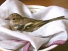 Rescue Chaffinch.jpg