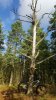 3 - tree.jpg