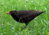 Young Male Blackbird.jpg