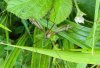 Crane Fly, Tipula vernalis.jpg