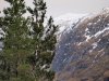 P1012632-treeline.jpg