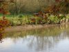 River Wey Broken 14 11 19 011.JPG