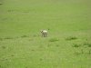 Lamb Large.jpg
