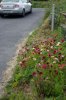 roadside-blooms-Helios-44-K-4.jpg