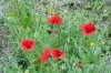 Poppies-Helios-44K-4.jpg