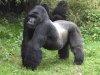 gorilla small.jpg