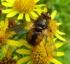 Tachinid Fly, Tachina fera 4.jpg