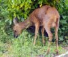 Roe Deer Buck 2.jpg