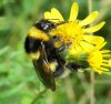 Bombus hortorum Bumblebee, one of the largest and with an extremely long tongue.jpg