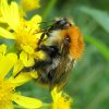 Bombus Pascuorum, showing the very long tongue under the antennae.jpg