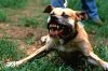Angry-bull-terrier.jpg