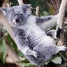 KangarooRider