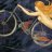 Singlespeed10