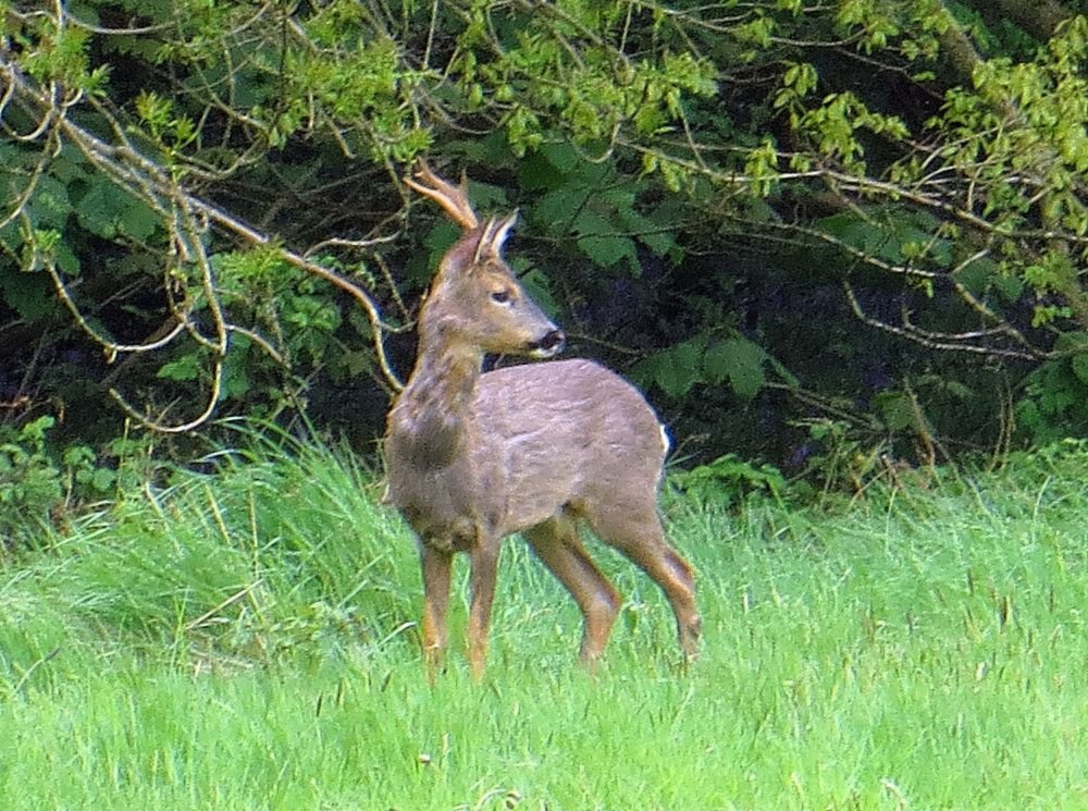 RoeDeerBucklessscar.thumb.jpg.0e51645828cb9bab0f194c3646829d42.jpg