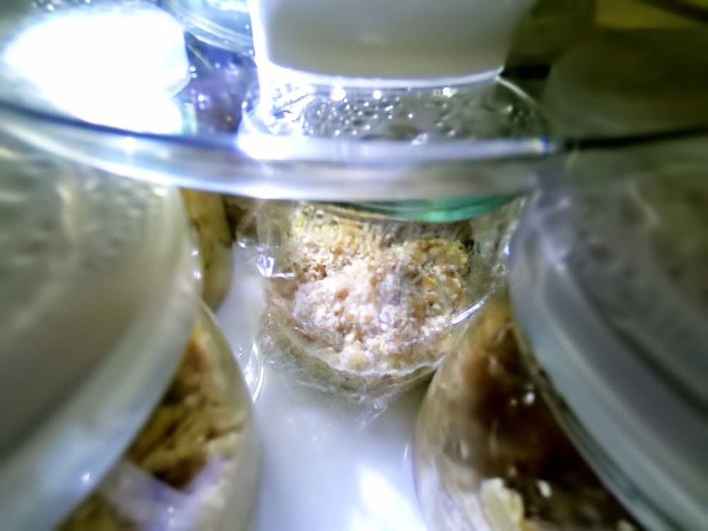 TVP-natto.thumb.jpg.1a67732fb57038ccefef2fb3f8700eb8.jpg