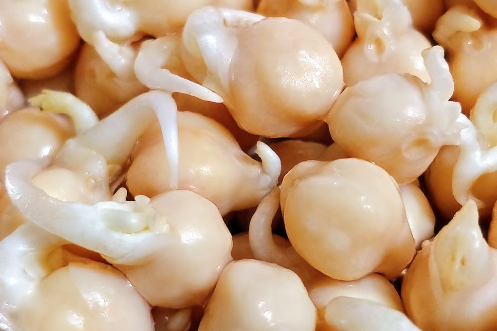 chickpea-beansprouts.thumb.jpg.7388a35e3c452544ba322da559e38e40.jpg