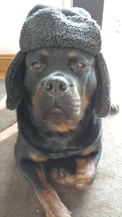 rosiehat.thumb.jpg.bd4ce561d2500e17219d9eda32bb1803.jpg