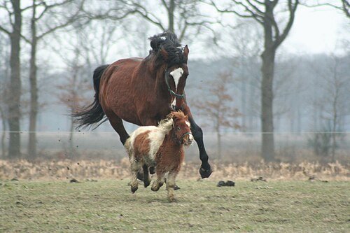 hoprse vs poney.jpg